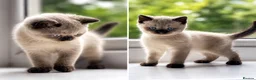 British Shorthair cats for sale: Beautiful British Shorthair Kittens  in Derby - Advert 7