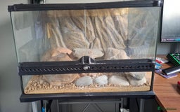 Gecko reptiles for sale: Albino Gecko plus all accessories - Image 2