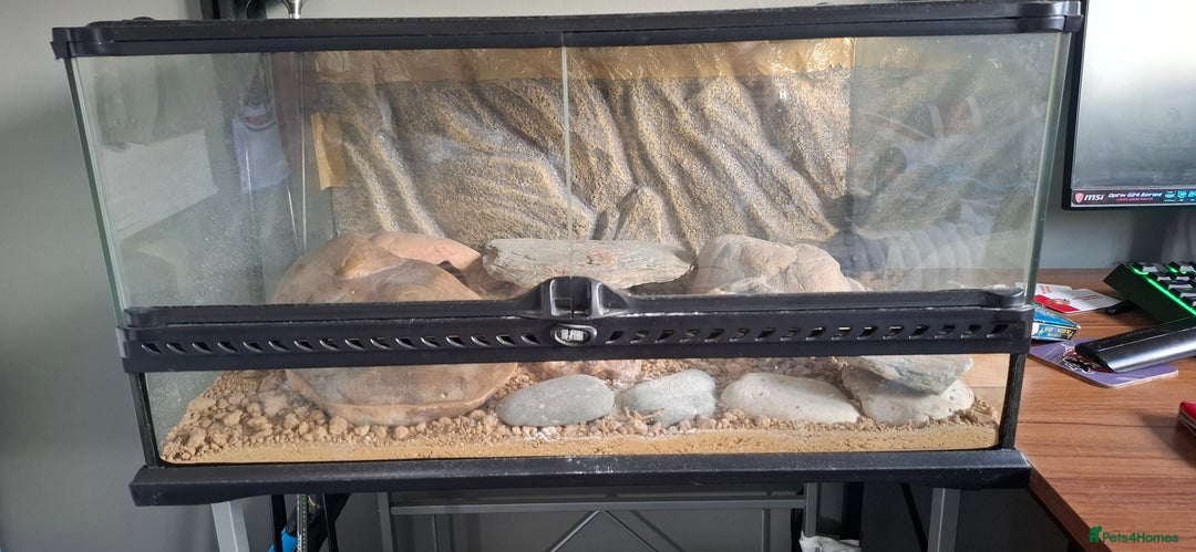 Gecko reptiles for sale: Albino Gecko plus all accessories - Image 2