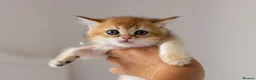 British Shorthair cats for sale: Golden Blue and Golden BSH kittens - Advert 19