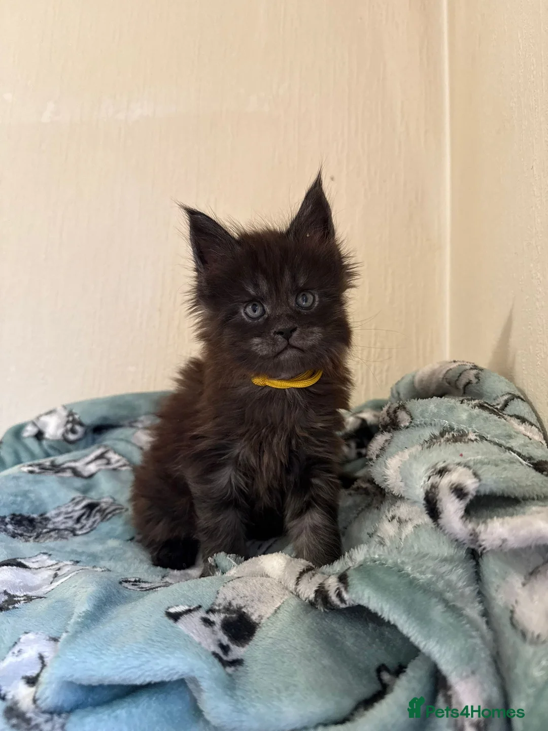 Maine Coon cats for sale: Pedigree Tica Russian Import line Maine Coons - Advert 3