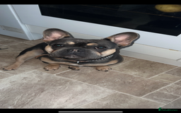 French Bulldog dogs for stud: French Bulldog stud - Image 1