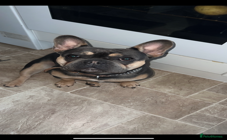 French Bulldog dogs - Advert 3