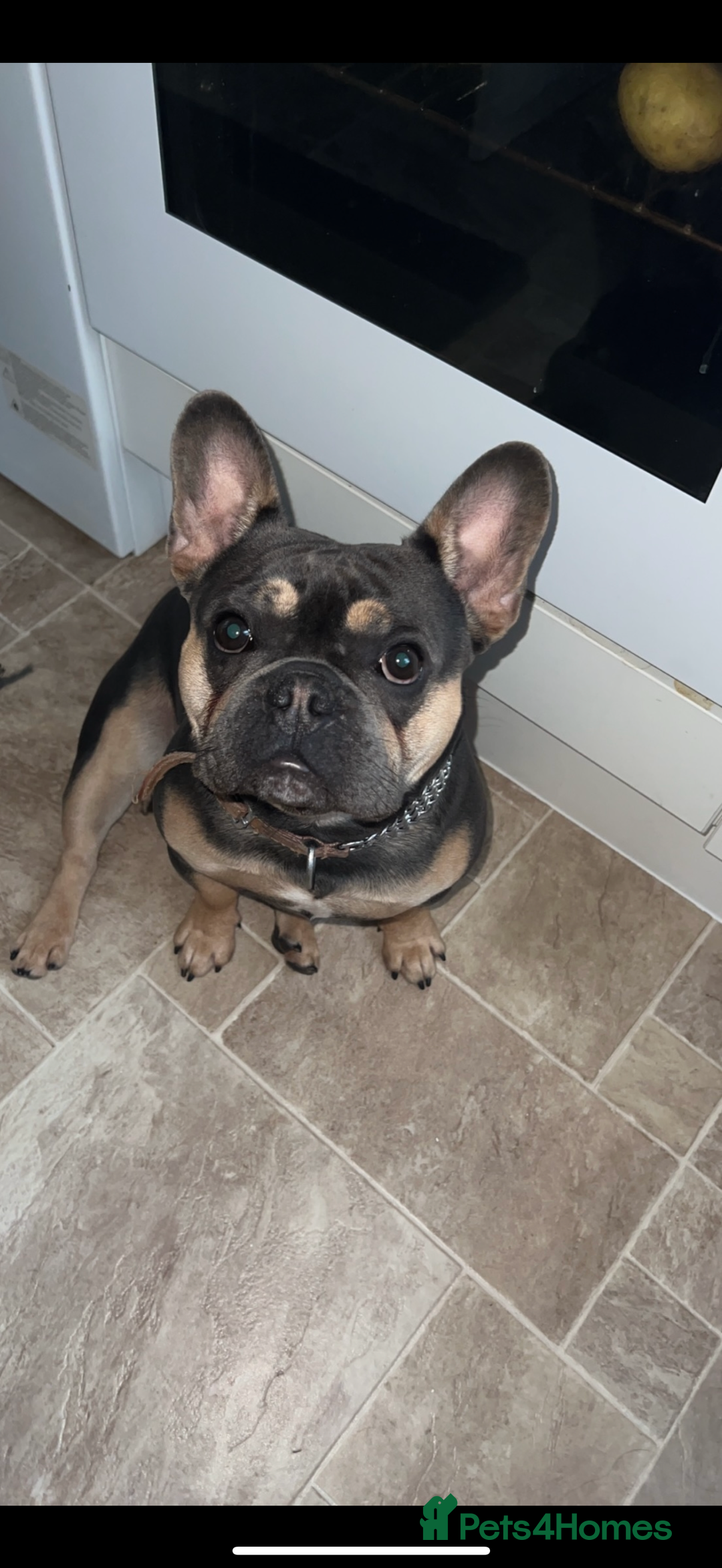 French Bulldog dogs for stud: French Bulldog stud - Image 1