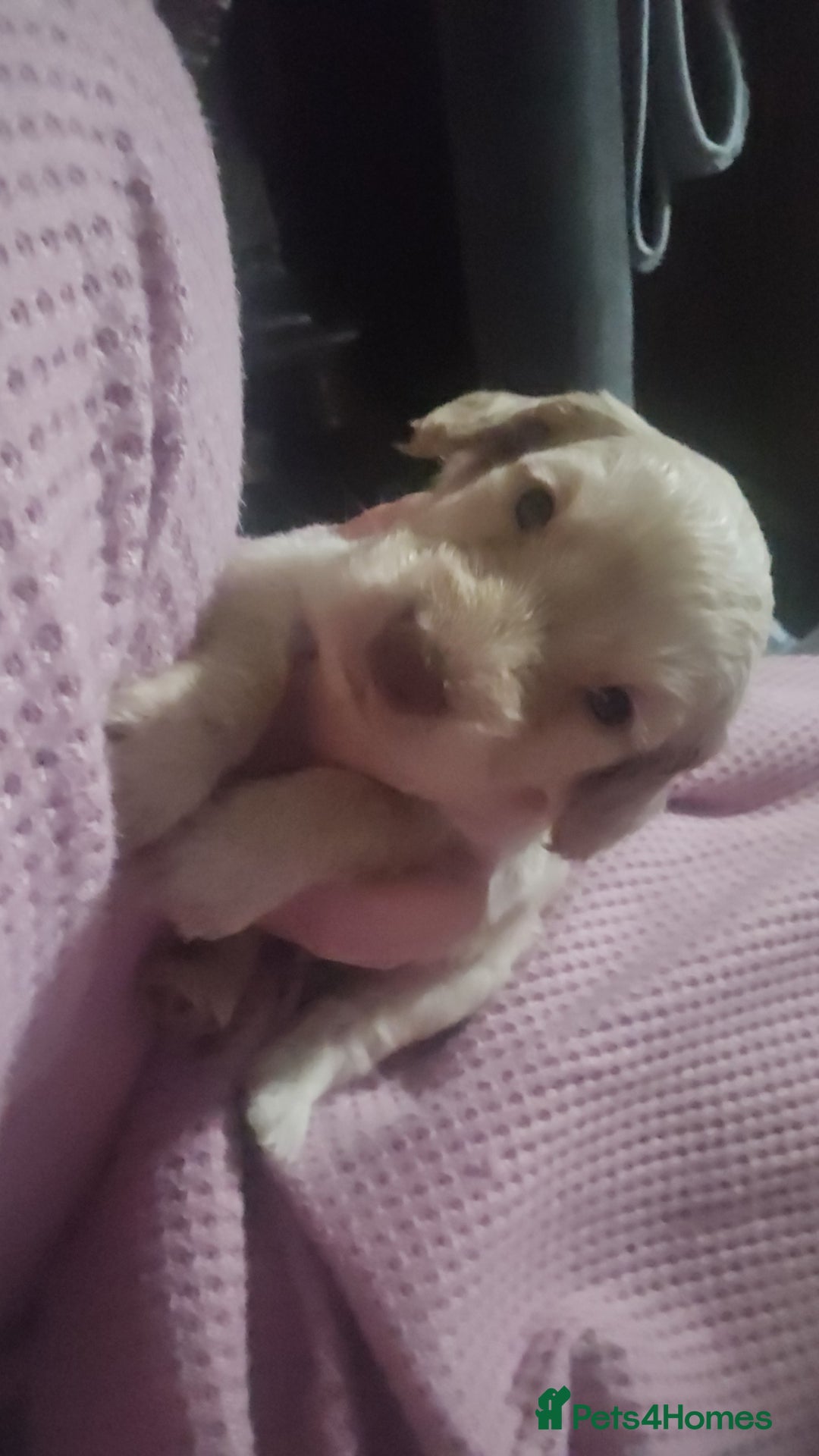Cockapoo dogs for sale: Beautiful cockerpoos  - Image 12