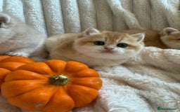 British Shorthair cats for sale: 🧡Exceptional golden British Shorthair🧡 - Image 13