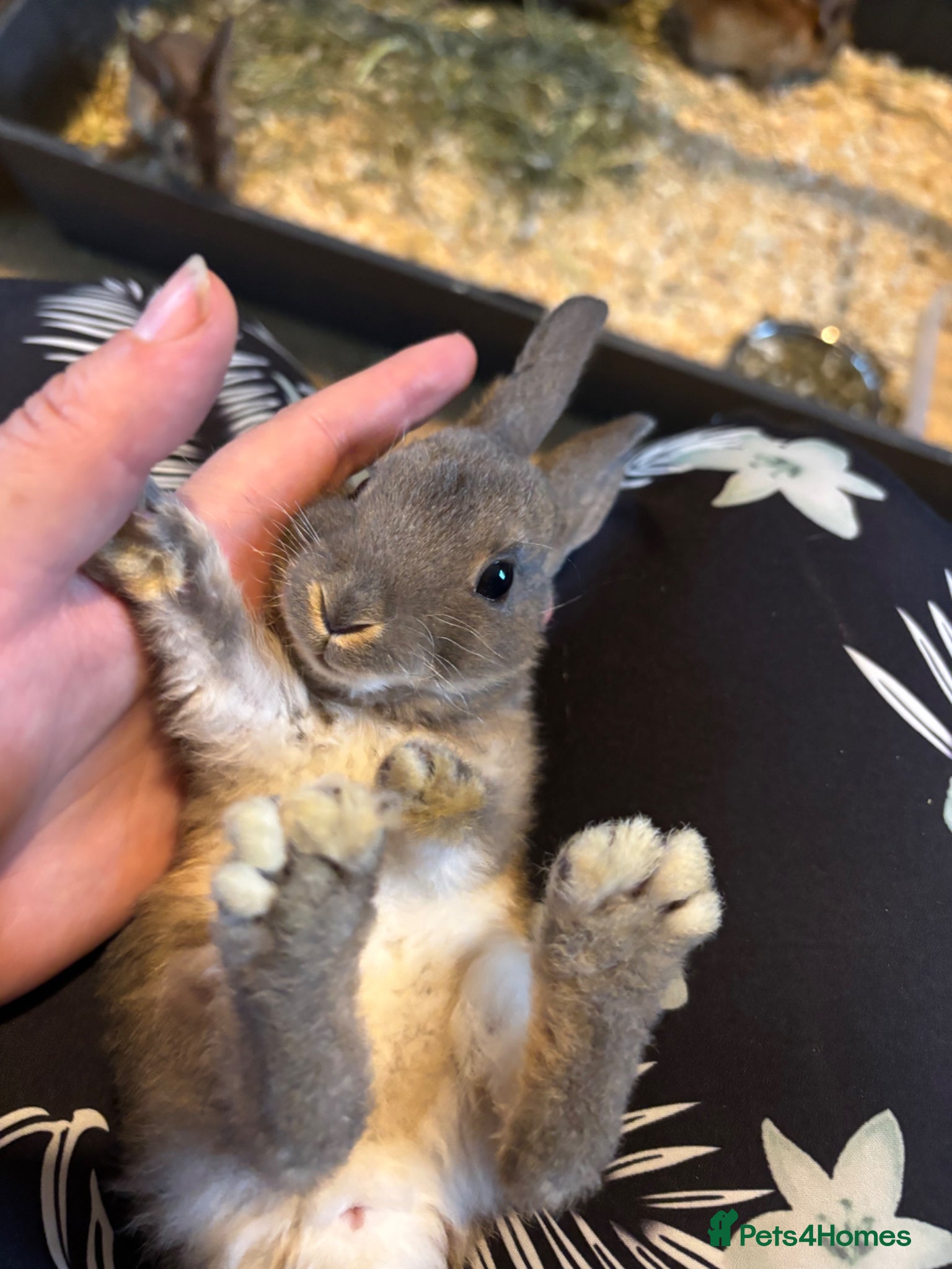 Rex rabbits Gorgeous velvet Rex babies - Advert 1