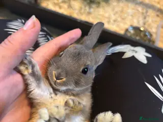 Rex rabbits Gorgeous velvet Rex babies - Advert 1