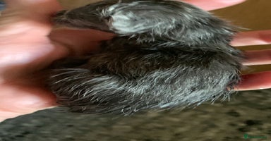 British Shorthair cats - Advert 28