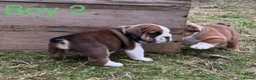 English Bulldog dogs for sale: Health Bred KC Reg Bulldogs | BOAS 0 Parents - Advert 2