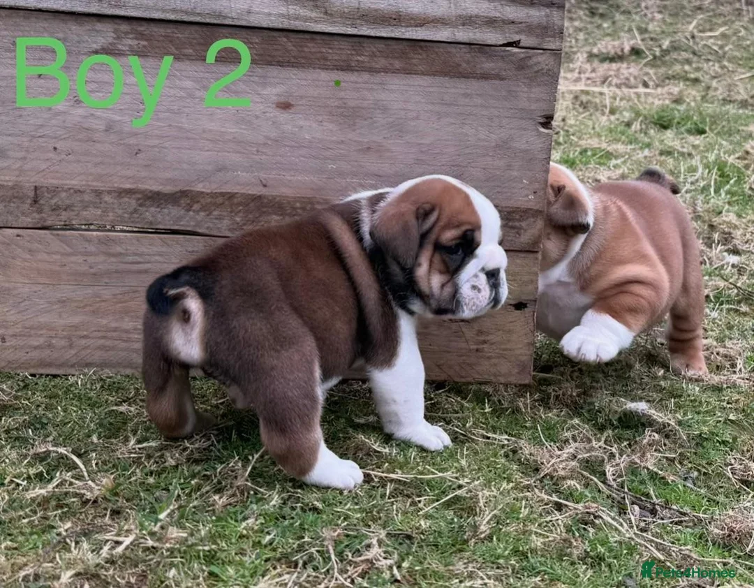 English Bulldog dogs for sale: Health Bred KC Reg Bulldogs | BOAS 0 Parents - Advert 2