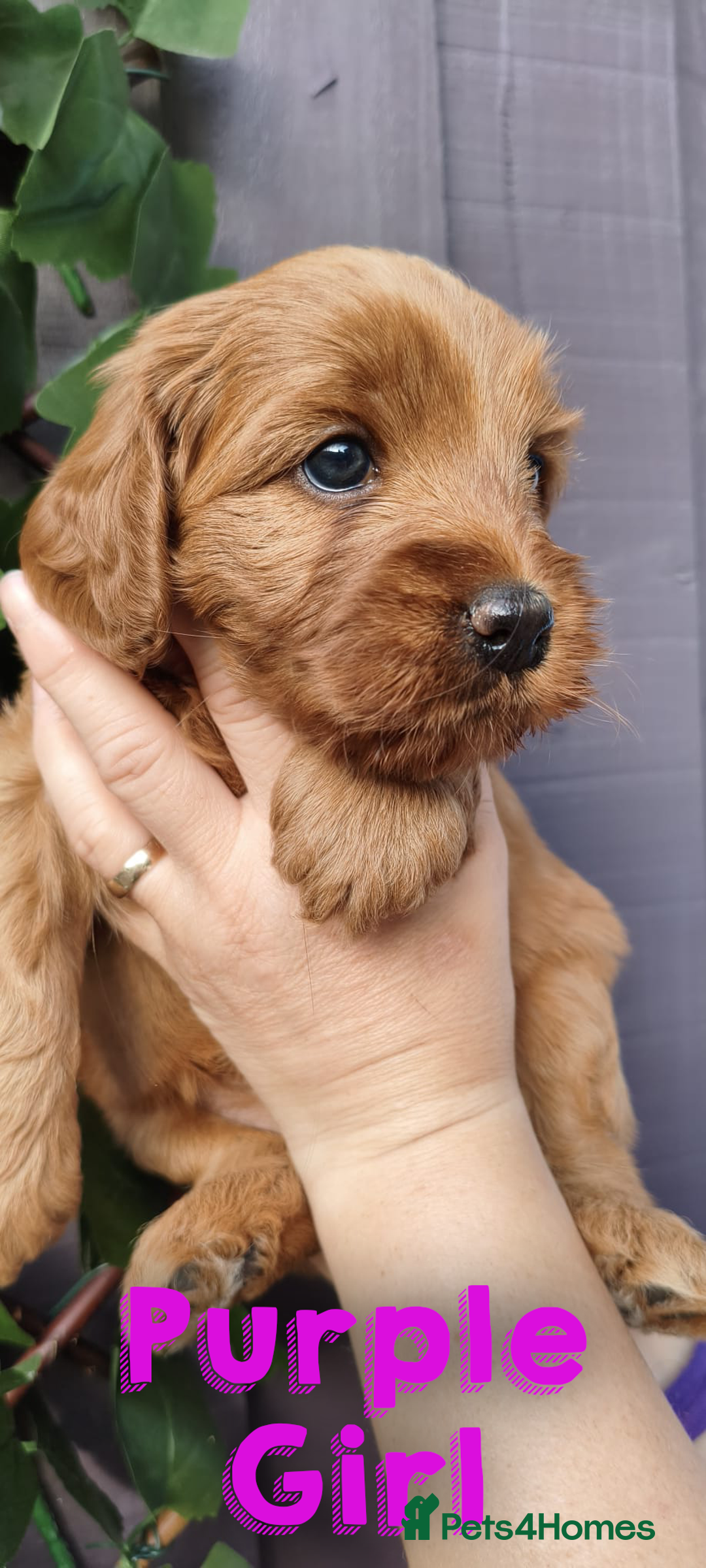 Cockapoo dogs for sale: Beautiful F1 Cockapoo Puppies - 3 boys 1 girl - Image 5