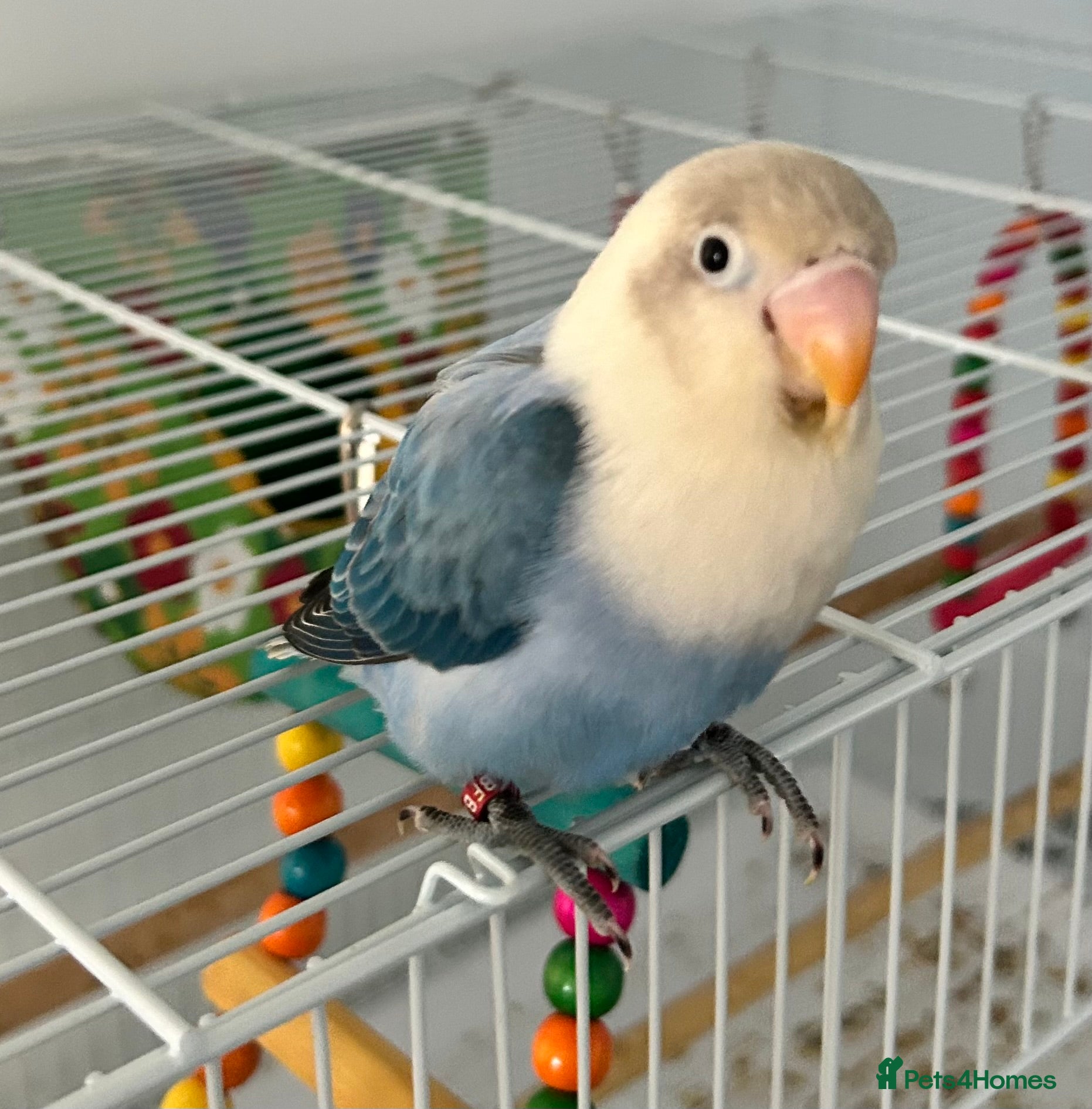 Lovebirds birds 1 year old opaline female lovebird with cage  - Advert 13