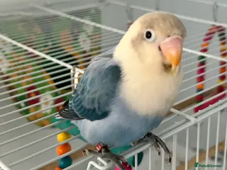 Lovebirds birds 1 year old opaline female lovebird with cage - Advert 13