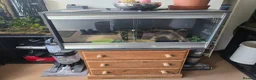 Leopard Gecko reptiles for sale: Leopard gecko for sale with the viv - Advert 6