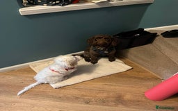 Cockapoo dogs for sale: Beloved Cockapoo Bubble for sale - Advert 4