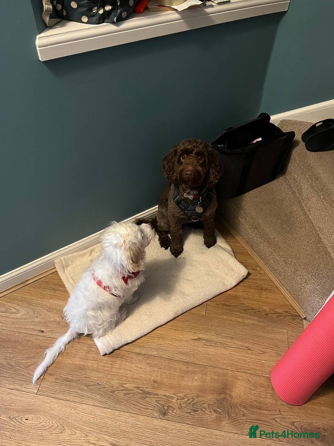 Cockapoo dogs for sale: Beloved Cockapoo Bubble for sale - Advert 4