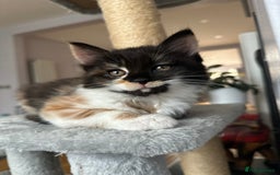 Turkish Angora cats for sale: Beautiful Turkish Angora Kittens - Image 6
