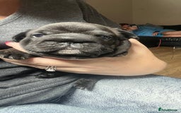 French Bulldog dogs for sale: Puppies for sale - Image 9