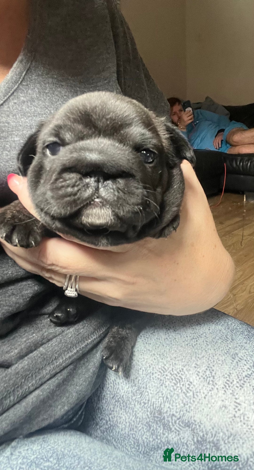 French Bulldog dogs for sale: Puppies for sale - Image 9