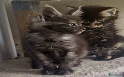 Maine Coon cats for sale: Maine Coon TICA reg kittens and Persian adult  - Image 6