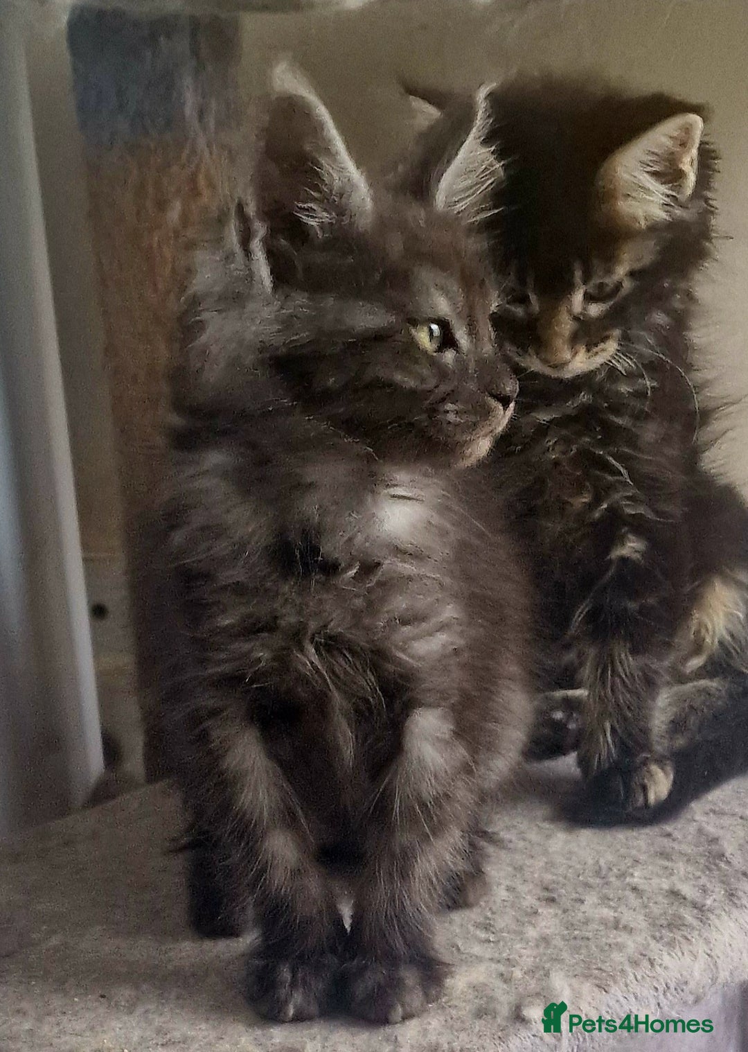 Maine Coon cats for sale: Maine Coon TICA reg kittens and Persian adult  - Image 6