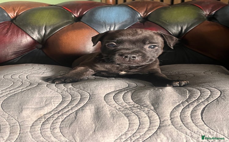 Staffordshire Bull Terrier dogs - Advert 10