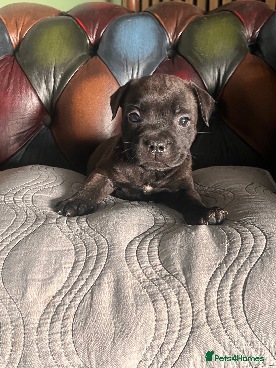 Staffordshire Bull Terrier dogs for sale: READY NOW KC STAFFORDSHIRE BULL TERRIER - Image 5