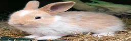 Mixed Breed rabbits for sale: Beautiful little of mixed giants  - Advert 10