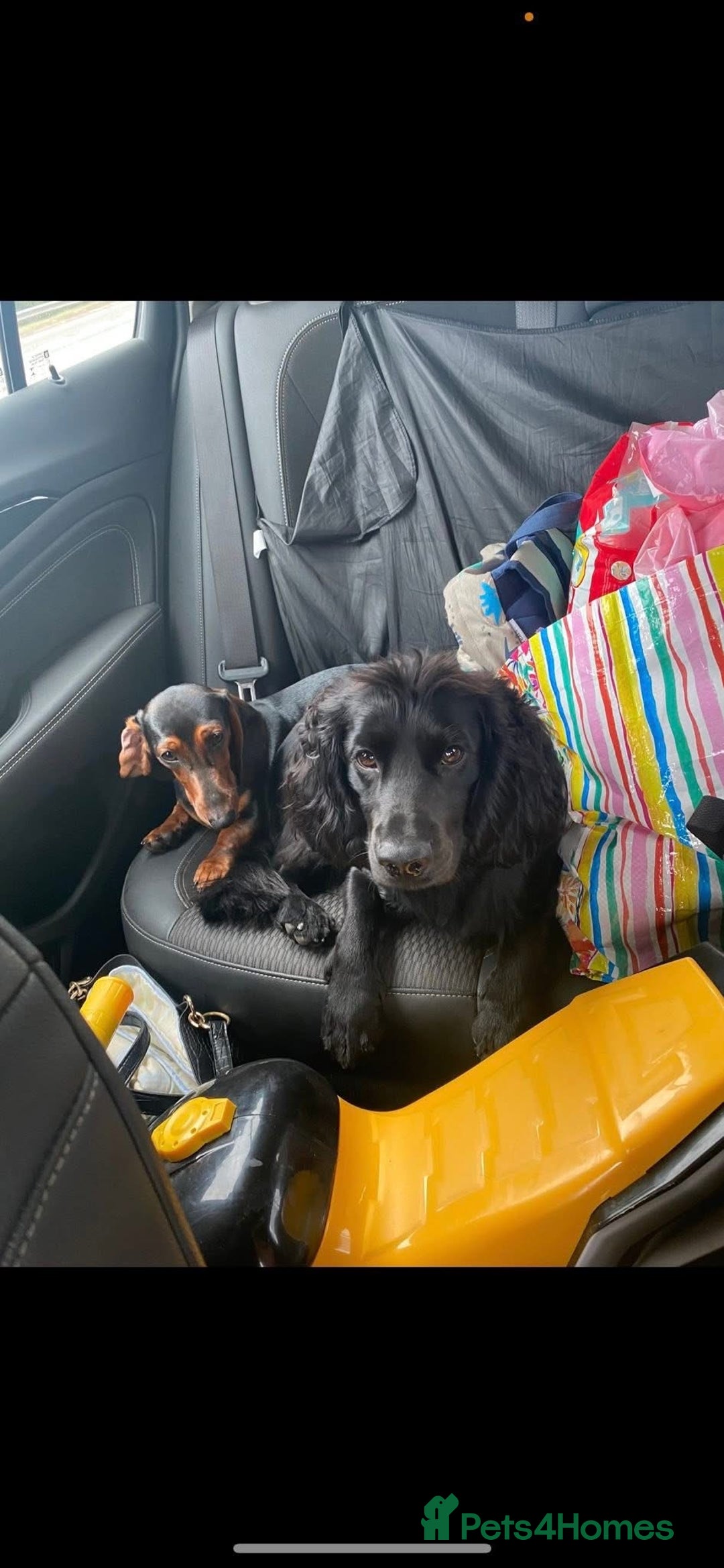 Mixed Breed dogs for sale: Docker Puppies For Sale🐶 - Image 18