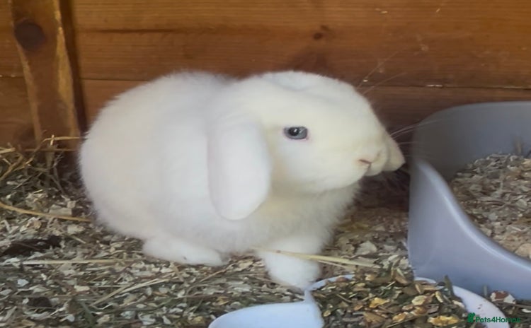 Mini Lop rabbits - Advert 15