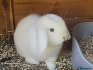 Mini Lop rabbits - Advert 27