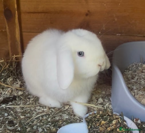Mini Lop rabbits - Advert 15