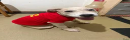 Staffordshire Bull Terrier dogs for sale: Little Prince  - Advert 4