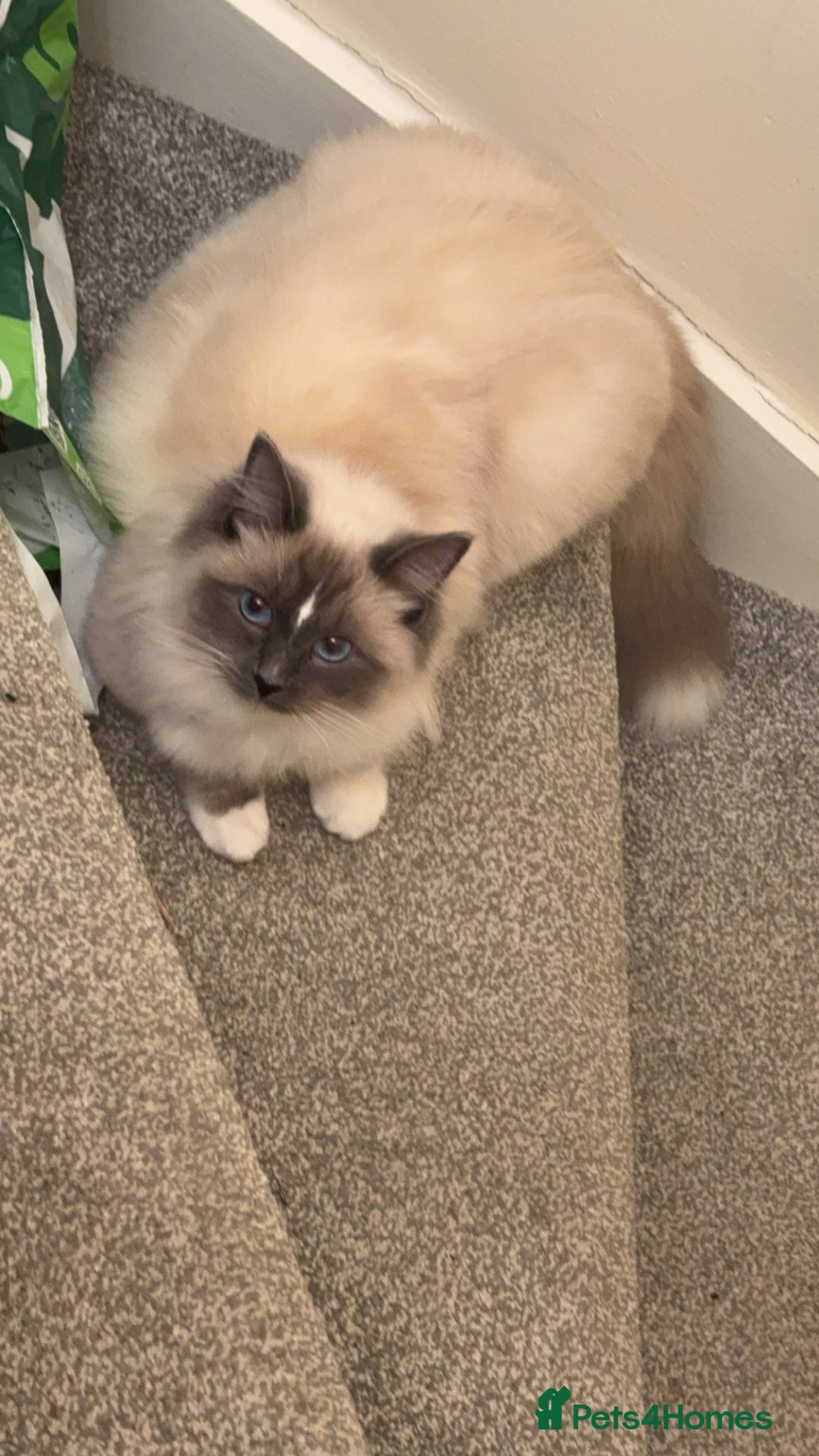 Ragdoll cats for sale: Ragdoll cat  - Advert 8