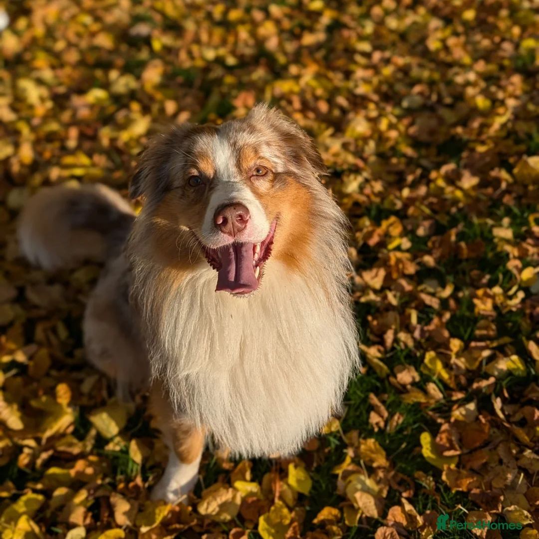 Australian Shepherd dogs for stud: Proven HT KC Champ Red Merle Australian Shep Stud in Bromley - Advert 3