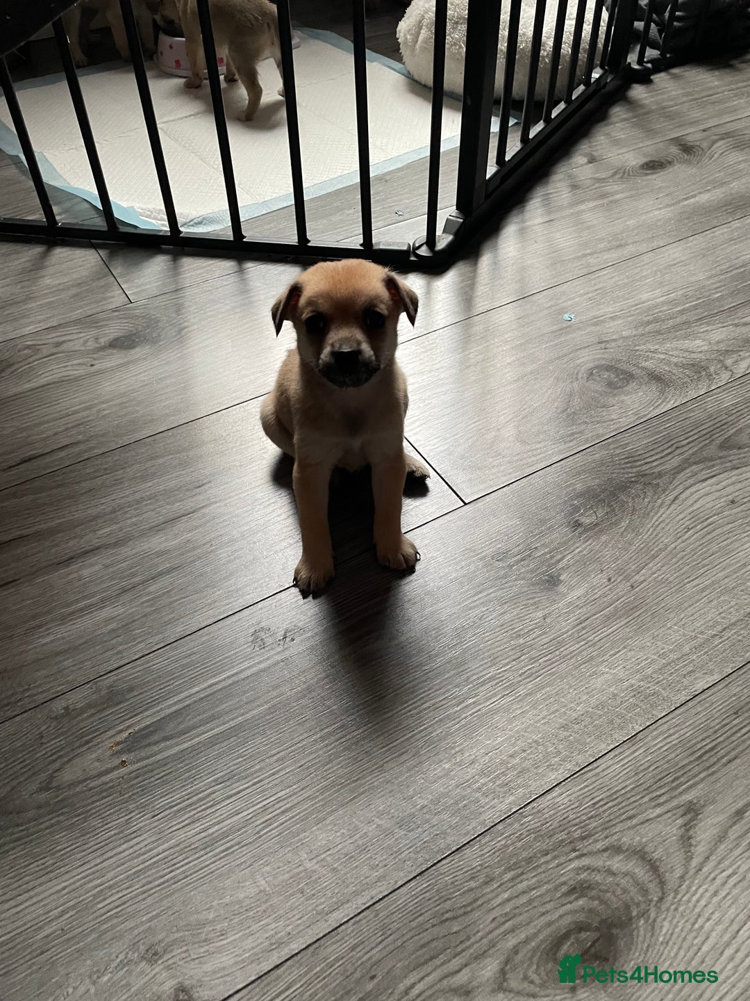 Miniature Pinscher dogs for sale: Miniature pinscher puppys - Advert 9