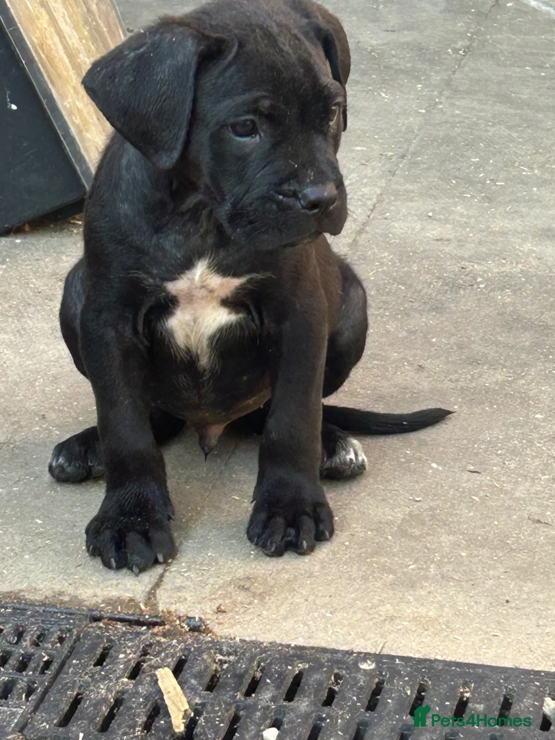 Cane Corso dogs for sale: cane corso pups - Advert 2