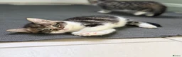 Mixed Breed cats for sale: 3 adorable kittens one boy, two girls - Advert 7