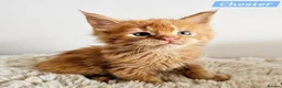 Maine Coon cats for sale: Exceptional red Maine Coon boys - Advert 4