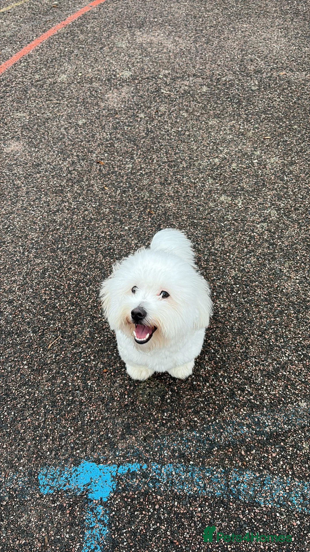 Coton De Tulear dogs for sale: Milo - Coton de tulear  - Advert 5