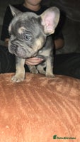 French Bulldog dogs - Advert 2