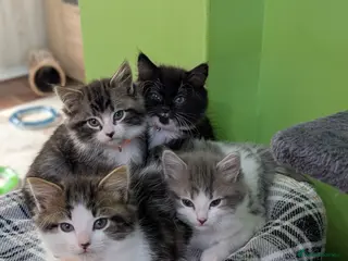 Siberian cats Siberian crossed kittens - Advert 5