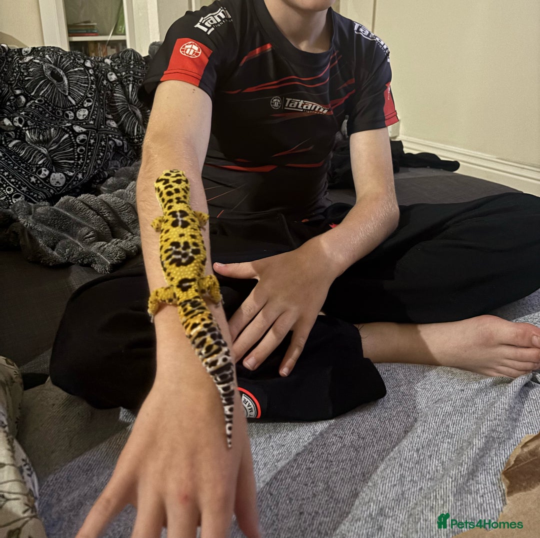 Gecko reptiles for sale: 🦎 Leopard Gecko  - Advert 2