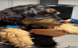Mixed Breed dogs for sale: Jackapoo x dachshund  - Image 3