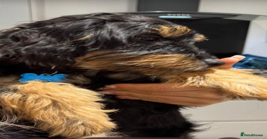 Mixed Breed dogs - Advert 13