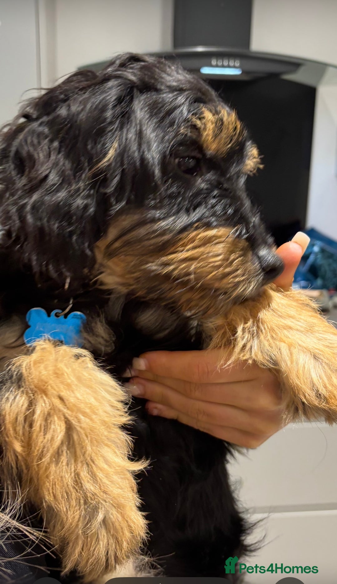 Mixed Breed dogs for sale: Jackapoo x dachshund  - Image 3