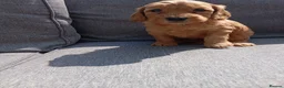 Cockapoo dogs for sale: Cockapoo puppies - Advert 7