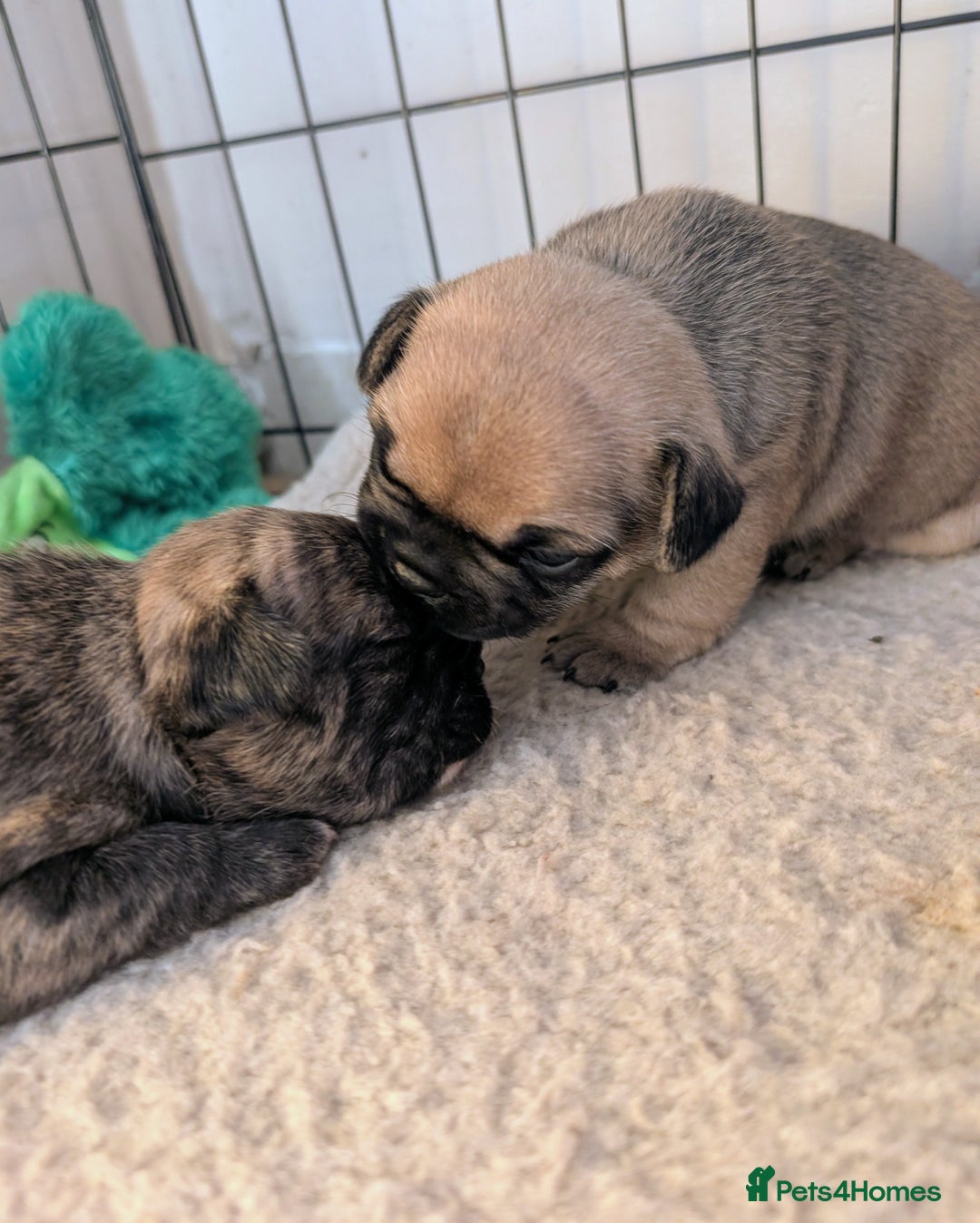 French Bulldog dogs for sale: Mixed (75%) French Bulldog Frenchie Puppies - Advert 13