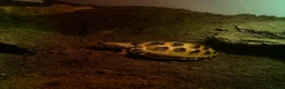 Tortoise reptiles for sale: Young Russian tortoise  - Advert 5